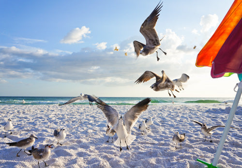 Seagull Photograph