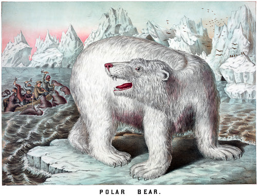 Polar Bear