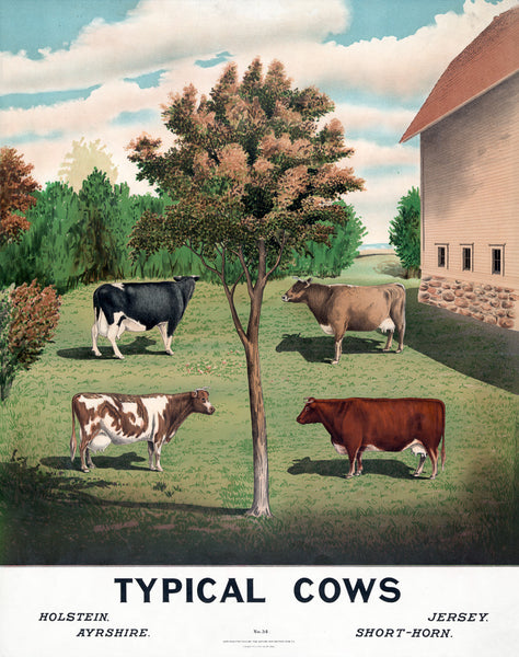 Typical Cows