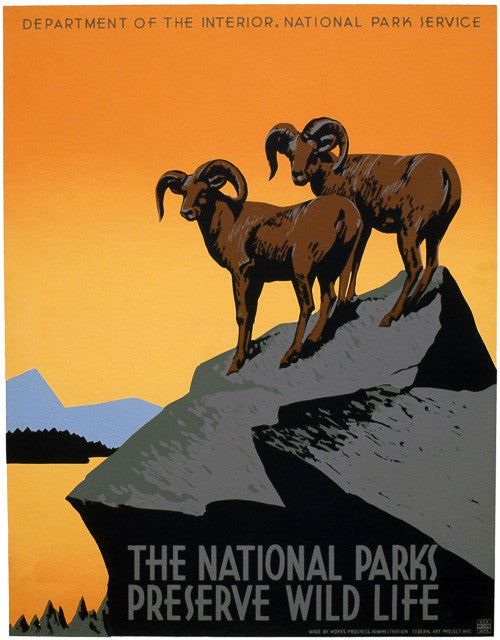 National Parks Preserve Wild Life Big Horn Sheep – Vintagraph Art