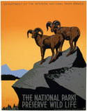 National Parks Preserve Wild Life Big Horn Sheep