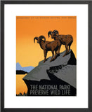 National Parks Preserve Wild Life Big Horn Sheep framed black