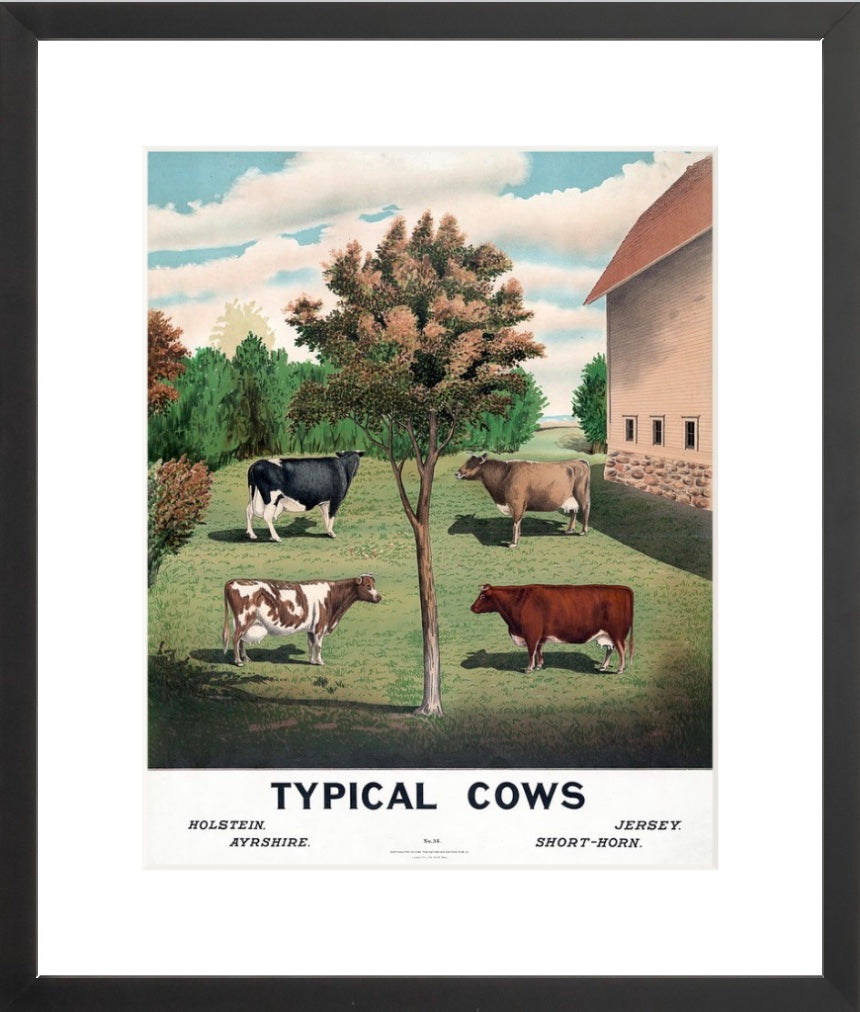 Typical Cows