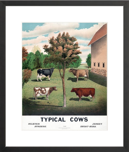Typical Cows