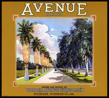 Avenue Brand Oranges