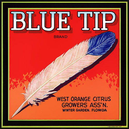 Blue Tip Oranges
