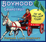 Boyhood Grapefruit