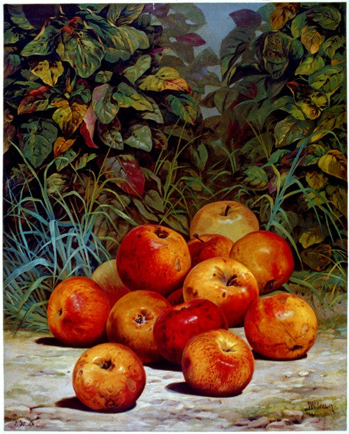 Currier & Ives Apples