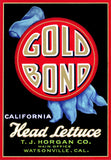 Gold Bond Head Lettuce
