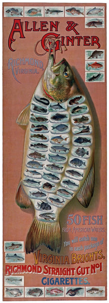 Advertisement for Allen & Ginter Virginia Brights Cigarettes. 50 fish from American Waters.